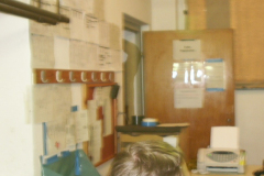 springendes-Ross-2002-45