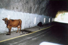 Kuh-im-Tunnel
