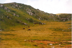 Landschaft